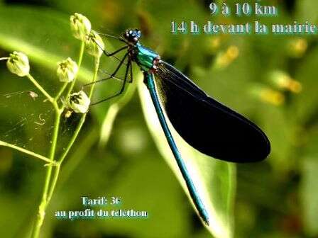 Téléthon Cantonal | Randonnée Pédestre Montpeyroux Téléthon Cantonal | Randonnée Pédestre Montpeyroux