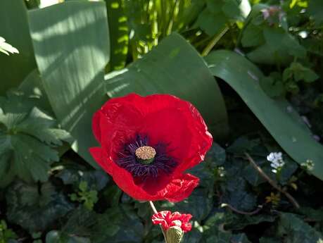 Les Cartons de Noëlle