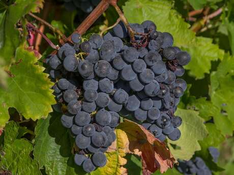 Micro-Folie : Visite libre - Vendanges