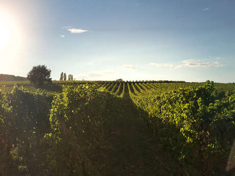 Visite et dégustation de 7 vins | Vignobles Alard