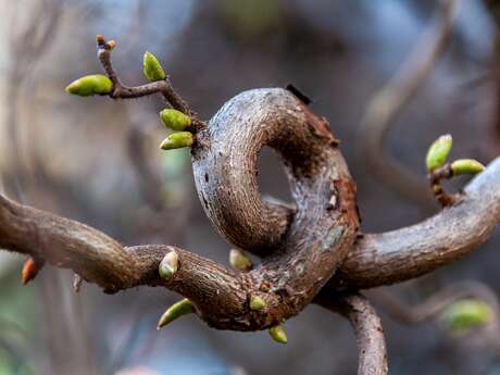 Méditation spéciale : équinoxe de printemps