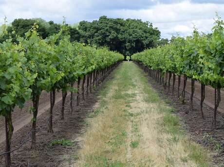 Escape game dans les vignes