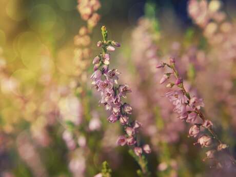 Chantier participatif sur la Lande de Beaubreuil
