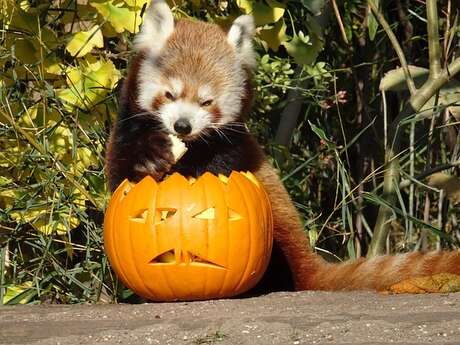 Halloween au Zoo du Reynou