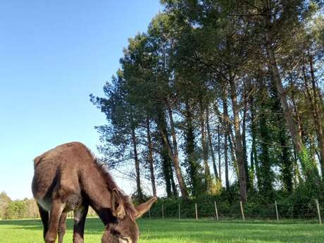 Portes Ouvertes de l'Asinerie Maison Ane Apurna à SAUGNAC-ET-CAMBRAN