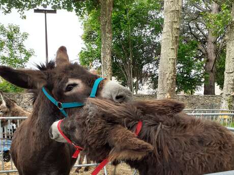 34 ème Fête de l’âne