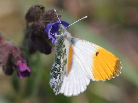 Tourbière des Dauges : le papillon blanc annonce le printemps ?