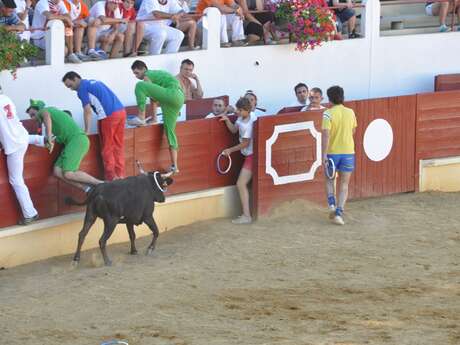 Course Landaise et jeux d'arènes