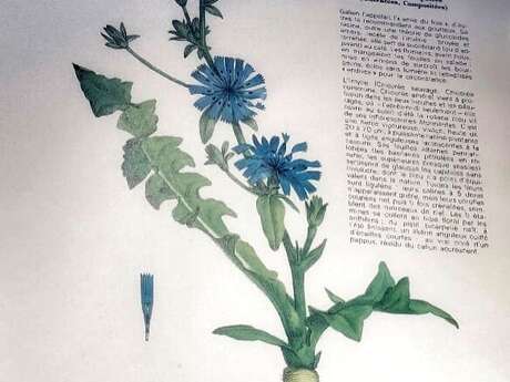 Atelier Plantes Médicinales