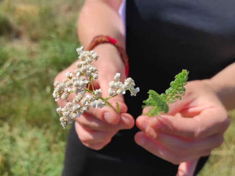 Balade découverte plantes médicinales et aromatiques
