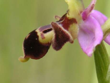 Boucle des orchidées