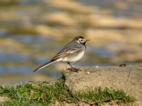 Les oiseaux des villes dans les parc et les jardin de l'Auzette