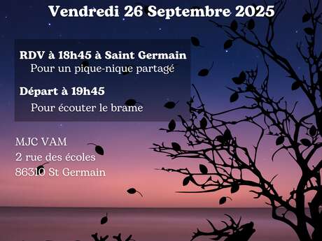 Brame du cerf