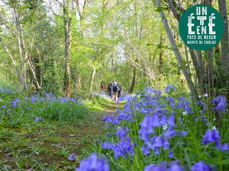 Sortie nature - La musique verte