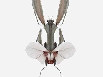Résidence d'artiste : Richard Wilkinson « Les insectes dans la Pop Culture »