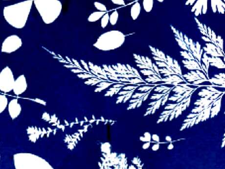 Médiathèque : Atelier cyanotype