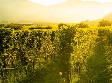 Château Luzac | Dégustation à l'aveugle et apéro vigneron