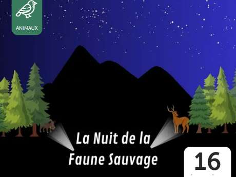 Observation de la faune sauvage la nuit