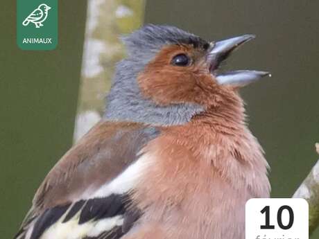 Les Oiseaux de nos Campagnes