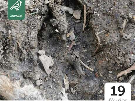 Traces et empreintes