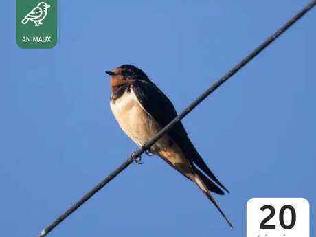 L'hirondelle fait le printemps