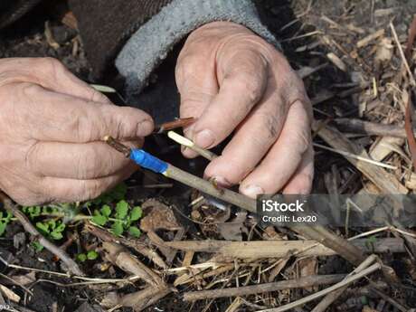 Atelier de greffage