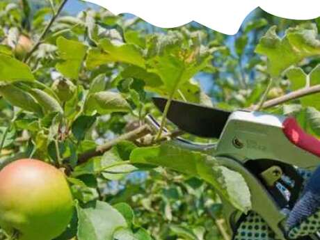 Taille et entretien d'un verger plein vent traditionnel - Dimanche Nature