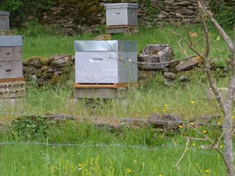 À la découverte de nos abeilles - Dimanche Nature