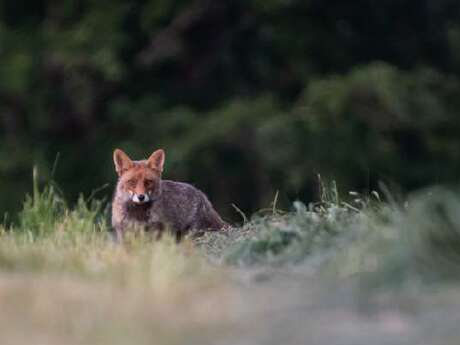 Le monde de la nuit - Dimanche Nature