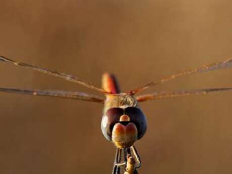 Entre deux mondes : la vie des libellules - Dimanche Nature