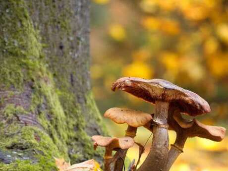Allons aux champignons - Dimanche Nature