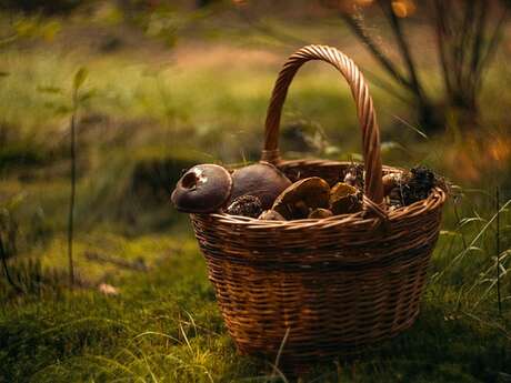 Sortie à la découverte des champignons