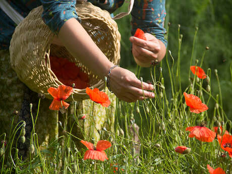 La Compagnie des Simples