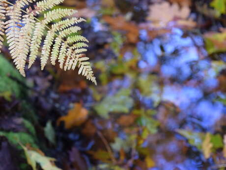 Sortie Nature : Apprenez à identifier les fougères