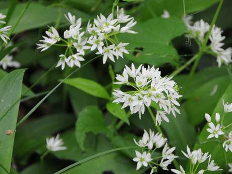 Balade "Les plantes au bord du chemin"