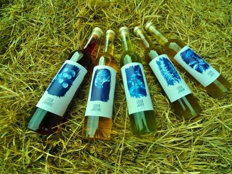 À la rencontre des producteurs : La Distillerie Dandelion