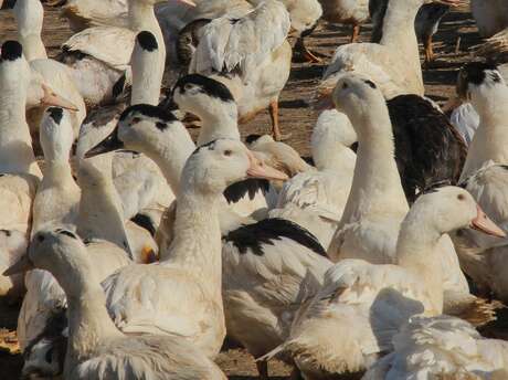 Ferme Parlariou