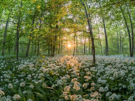 Bain de forêt, initiation aux bienfaits des arbres