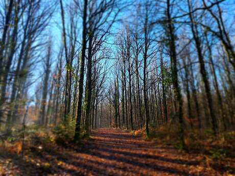 Forêt Domaniale - Saint-Sornin-Lavolps