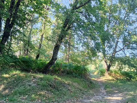 Chemin de la Forêt