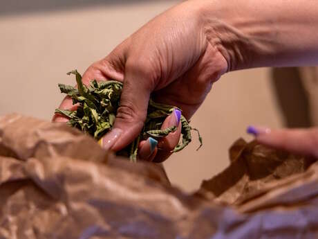 Découvrez les bienfaits des plantes sauvages - Juin