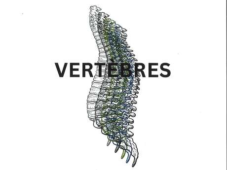 GALERIE - Vertèbres