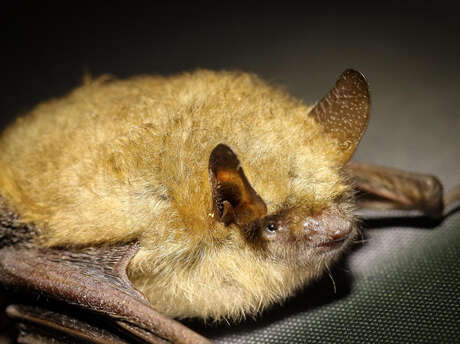 Atelier Brico'nature “Gîte à Chauve-souris”