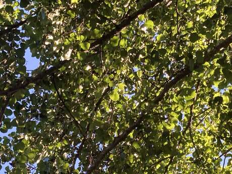 Sortie avec la maison de la nature - Nos amis les arbres