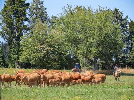 Visite d'un élevage de vaches limousines et de chevaux de western
