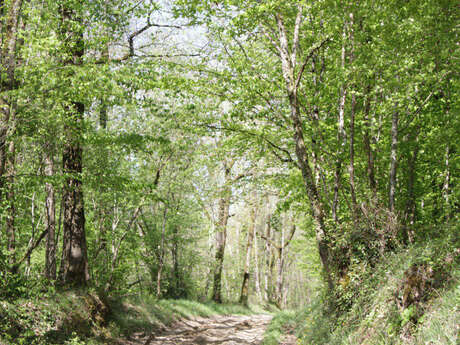 Boucle du Bois Barré - Singleyrac