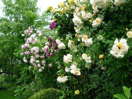 Jardin des Tonnelles et des Roses - Rendez-vous aux jardins