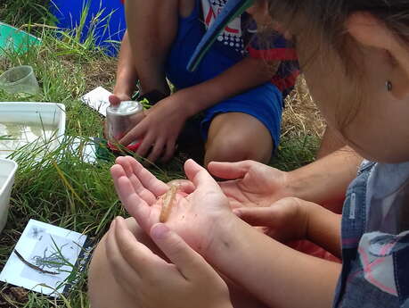 Les petites bêtes de l'eau