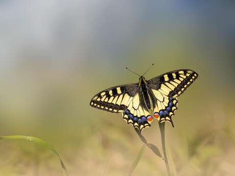 Sortie nature - Le jour des papillons - Rendez-vous aux jardins 2026