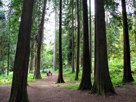 Visite guidée - Arboretum domanial La Jonchère